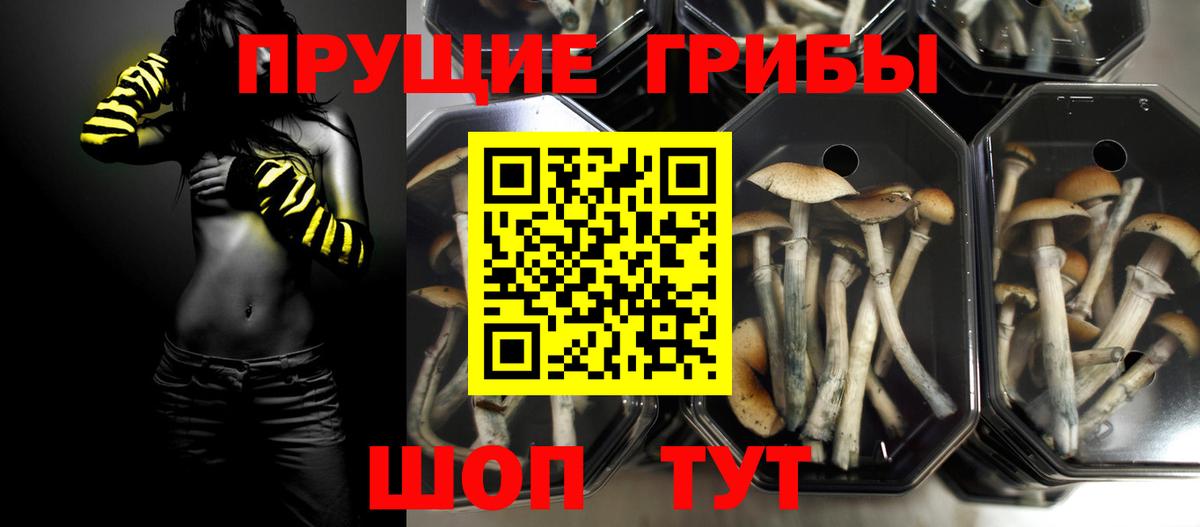 Псилоцибиновые грибы Psilocybine cubensis Лыткарино